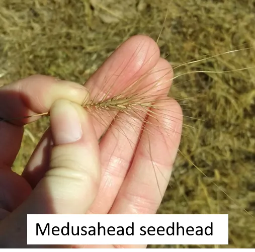Medusahead
