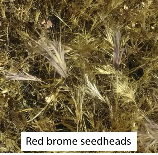 Red Brome