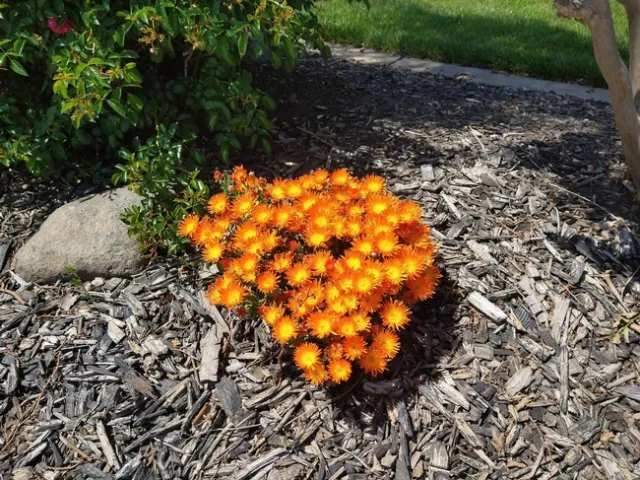 Ice plants pop in the landscape