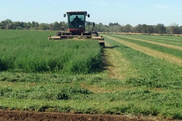 A new UC cost study shows potential profits in growing alfalfa organically for the organic dairy market. Photo by Rachael Long