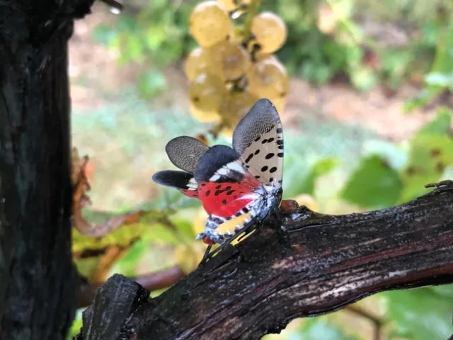 Spotted lanternfly