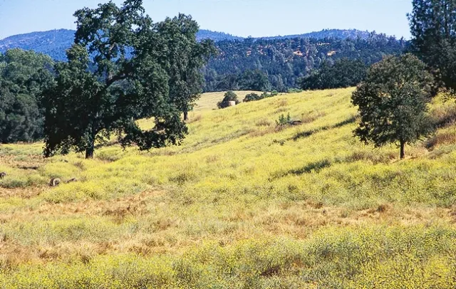 Yellow starthistle growing in a Calaveras County field. (Photo: J. M. DiTomaso)