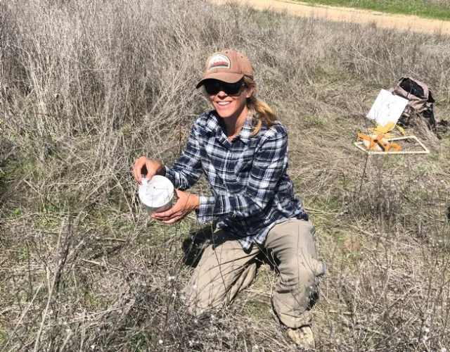 BLM botanist Beth Brenneman releasing yellow starthistle rosette weevils in a field of yellow starthistle in April 2021. (Photo: Scott Oneto)