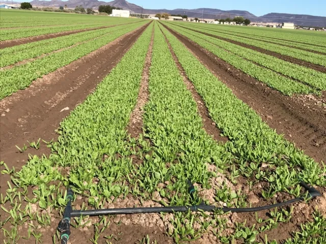 Commercial conventional spinach field.