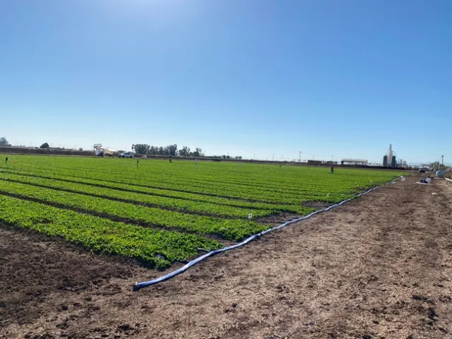 Organic spinach trial at UC DREC.