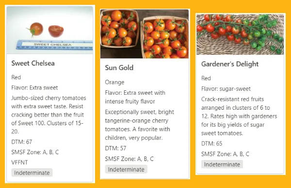 Sweet 100: Gardener's Delight: Sweet Chelsea Tomatoes