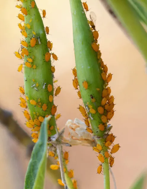 Aphids have sucking mouthparts that can cause leaf curl. They produce honeydew that can turn into black sooty mold fungus. Photo: Karen Gideon