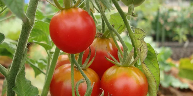 Stupice Tomato