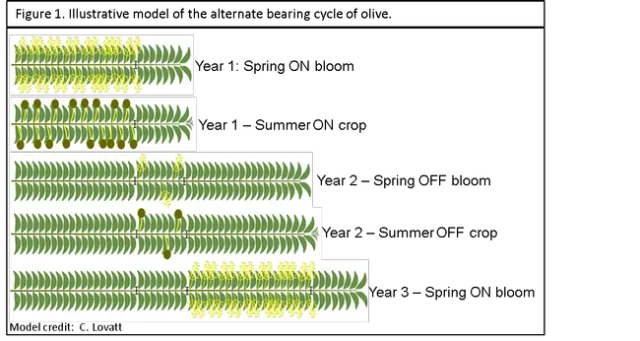 olive fertilization 1