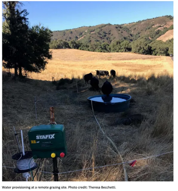 Cattle with portable water source