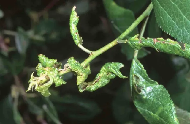 Plum leaf curl damage, Jack Kelly Clark, UC IPM