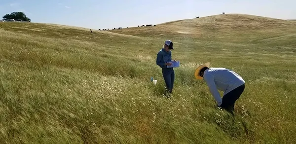 Woodsmansee conducting field work at Yanci Ranch, Yolo County CA. Photo by Julea Shaw.