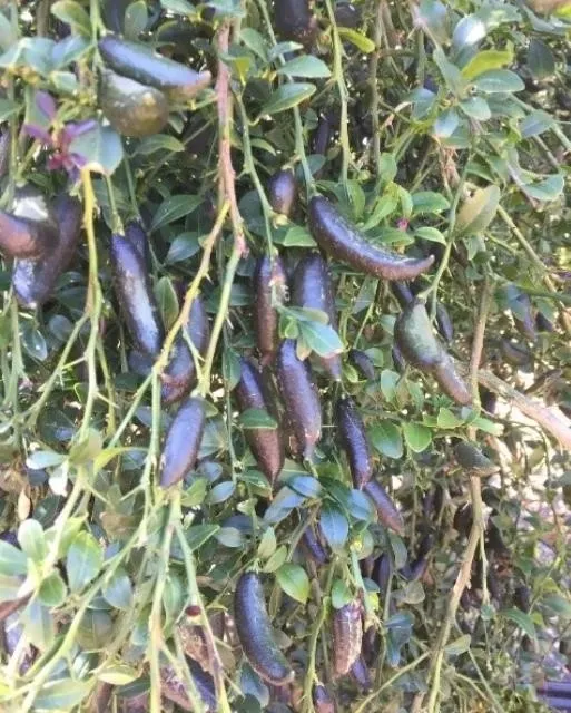 finger lime plant