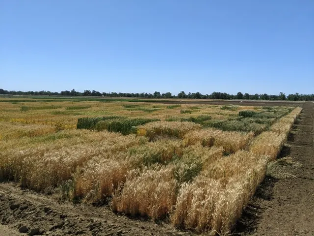 Variety Trial