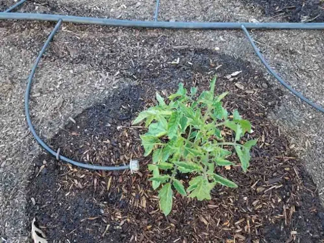 Adjustable bubbler on mulched tomato, Jeanette Alosi