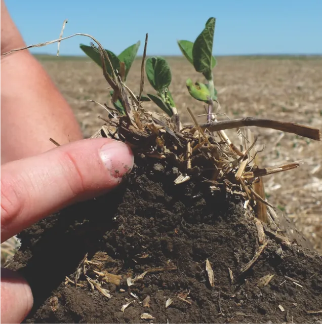 Dakota Lakes Research Farm is a great example of managing the fields for the soil. In this cropland, it has taken 22 years to get the soil back to this healthy condition and it still can get better. In a short time, tillage destroys the health of soil–it takes a long time to rebuild.