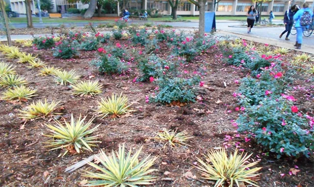 Irrigation scheduling can be used to reduce the amount of water needed to maintain a landscape. Photo by John Karlik.