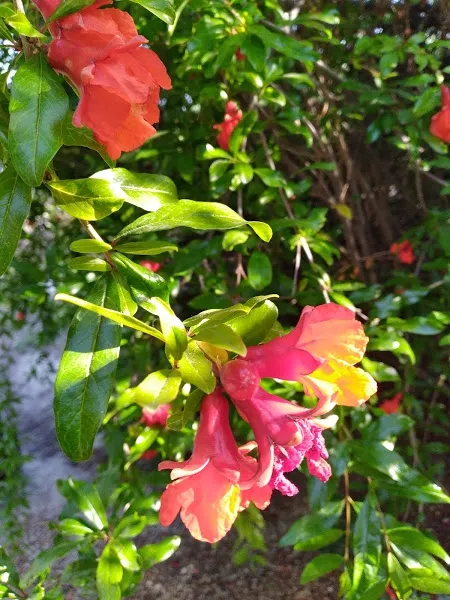 Pomegranate flowers
