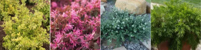 Euonymous, Loropetalum, Westringia, Cousin Itt - Images copyright of Monrovia.com