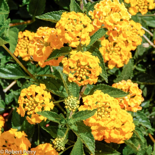 lantana