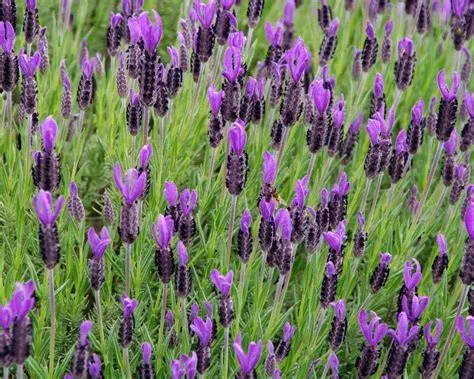 lavandula