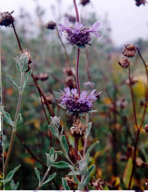 salvia_clevelandii