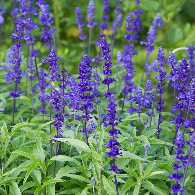 salvia_farinacea