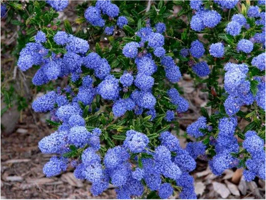 ceanothus
