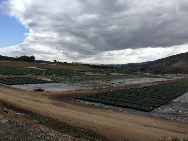 Ornamental production at Altman Plants, 2018.