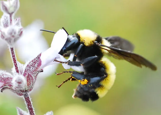 Bombus sonorus (photo Ron Hemberger)