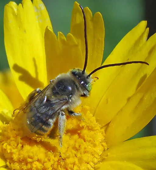 melissodes_seth-ausubel