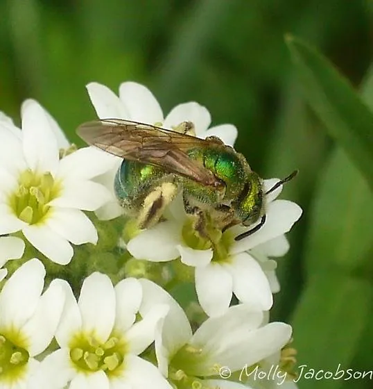 agapostemon_texanus_bugguide_molly-jacobson