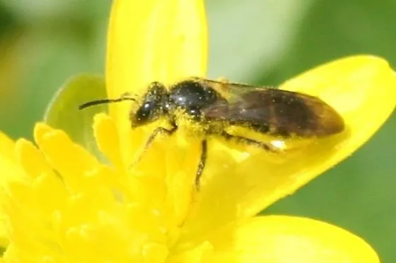 lasioglossum_bugguide_tim-turner