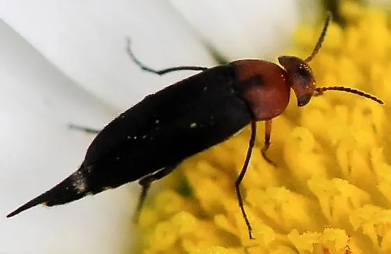 mordellistena_bugguide_kurt-hennige