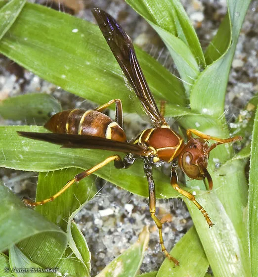 polistes_dorsalis_bugguide_aaron-schusteff