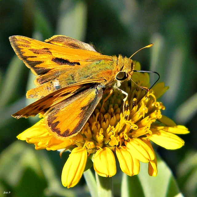 hylephila_phyleus_bob-peterson