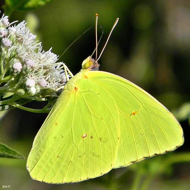 phoebis_sennae_bob-peterson