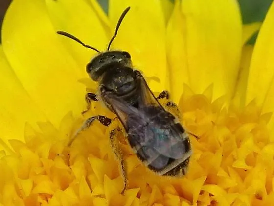 halictus_tripartitus_seth-ausubel