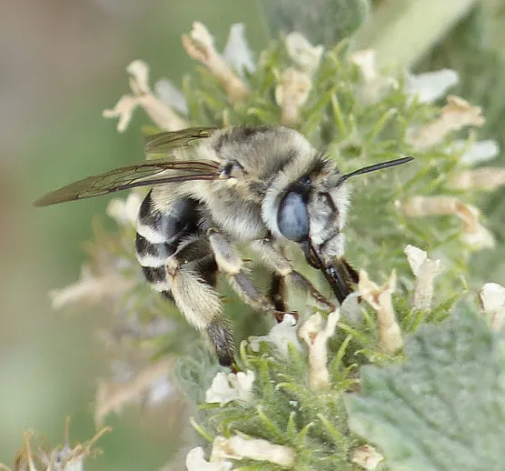 anthophora_urbana_carol-davis