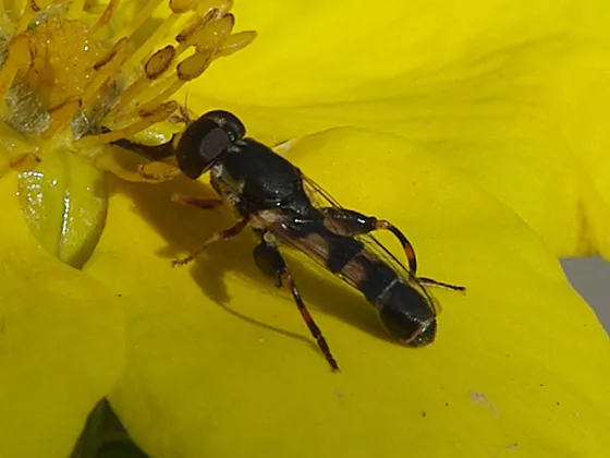 syritta_bugguide_kevin-hall