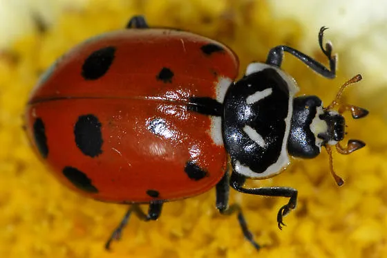 hippodamia_convergens_gary-mcdonald