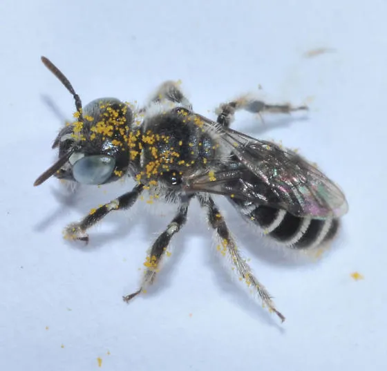 calliopsis_rhodophila_hartmut-wisch