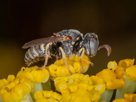 oxybelus_daniel-k-horner