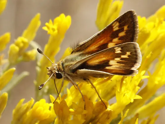 polites_sabuleti_brad-smith