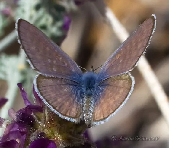 leptotes_marina_aaron-schusteff