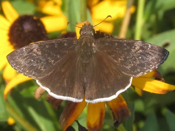erynnis_funeralis_mathew-l-brust