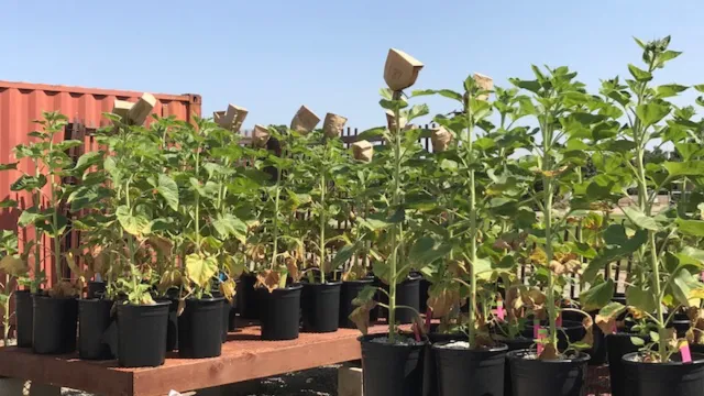 sunflowers w pollen bags