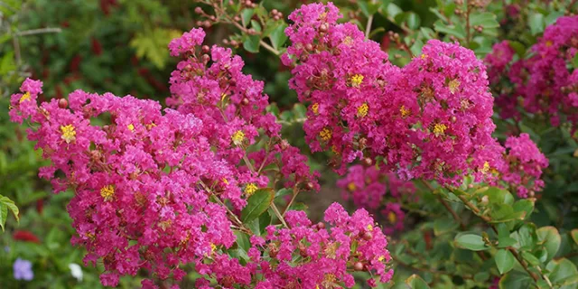 Lagerstroemia indica (Crepe Myrtle)