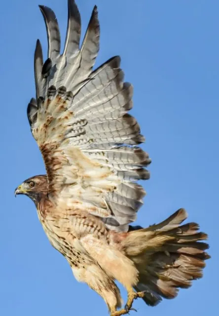 Red Tail Hawk 2