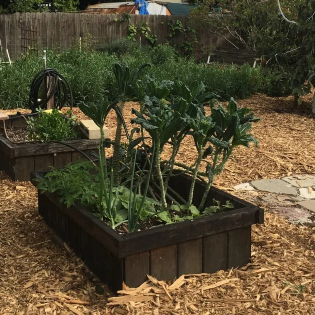 Raised Garden Beds at Strub Community Garden